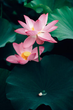 Lotus flower in pond