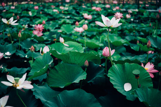 Lotus flower in pond
