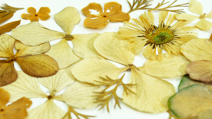 Close-up of a few dried flowers on white background
