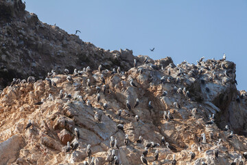 Colony of Peruvian boobies and gannets, in the Ballestas Islands, within the protected area of the Paracas national reserve, north coast of the Paracas peninsula, Pisco, department of Ica, Peru.