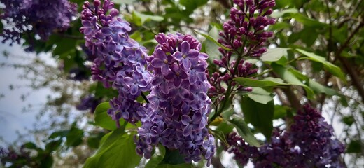 Spring lilac flowers. Close up photo of violet lilac with green leaves.