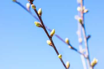 Fototapeta premium Couple twigs of cherry tree with small green burgeons.Growing bush in fruit farm at springtime