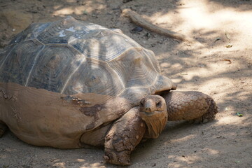 turtle on the sand