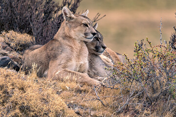 Pumas descansando