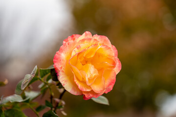 Live Yellow Pink Rose, Rosaceae Rosoideae Rosa, Flower blossom on a plant with green leaves in garden, ready for picking or Valentines Day.