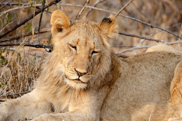 Portrait of a Sleepy Lion Cub