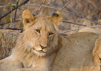 african lion cub