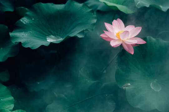 Lotus flower in pond