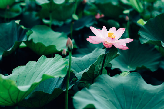 Lotus flower in pond