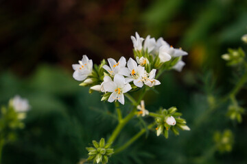 white and yellow flowers