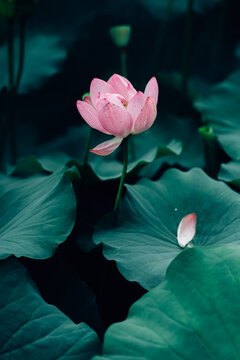 Lotus flower in pond