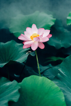 Lotus flower in pond
