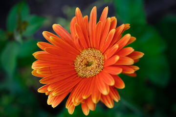 orange flower with dew