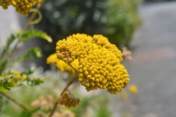 Flower Tansy springtime soon

