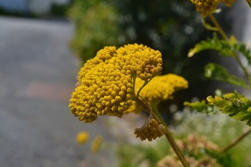 Obraz premium Flower Tansy springtime.