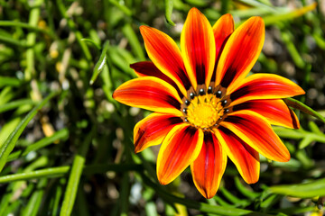 Colorful orange and yellow Gazania flower in the garden in spring