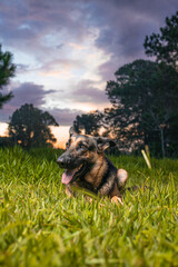 German Shepherd dog lying on the grass with a blue sky in the background