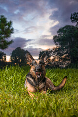 German Shepherd dog lying on the grass with a blue sky in the background
