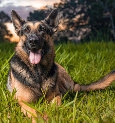 German Shepherd dog lying on the grass with a blue sky in the background