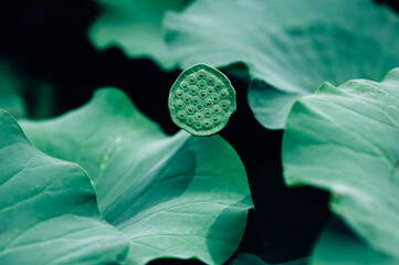 Lotus seeds in the pond