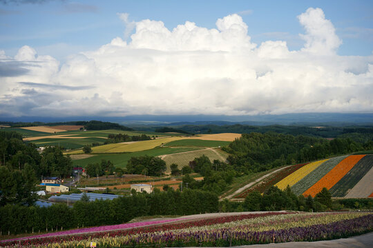 Beautiful flower field, in Japan