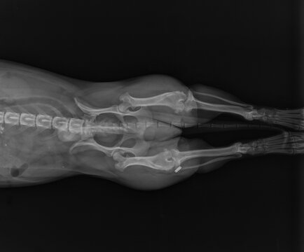 Dog X Ray Showing Canine Right Leg Hip Dysplasia. Ventral View