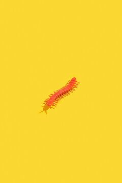 Centipede on yellow