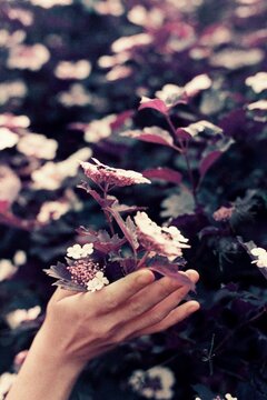 Woman touches the plant in blossom
