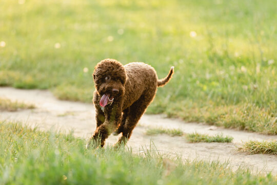 Trained Dog Breed Lagotto Romagnolo In Nature.