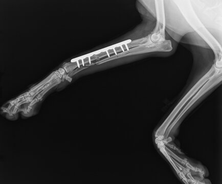 Dog X Ray. Radius and Ulna Fracture Repair with Plate and Screw in Dog