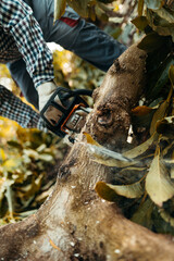 A man sawing firewood with a chainsaw in a organic avocado plantations in Málaga, Andalusia, Spain. Pruning season