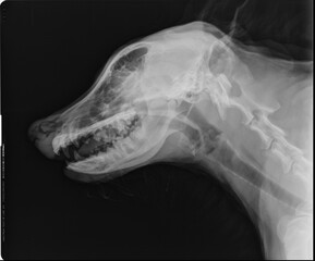 Dog X Ray Lateral Head and Neck Radiograph
