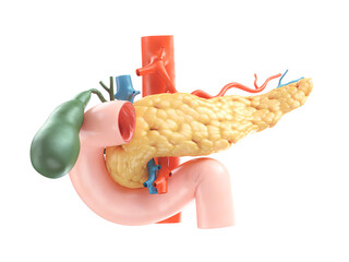 Anatomically accurate illustration of human pancreas with gallbladder, duodenum and blood vessels. 3d rendering - obrazy, fototapety, plakaty