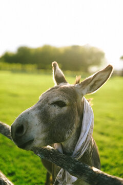 donkey wearing white bow for wedding