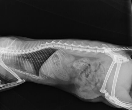 Cat X Ray Herniation of the Intestins Through Abdominal Wall Defect