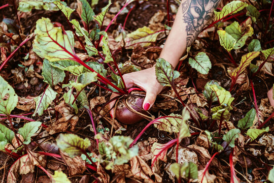 woman's hand digging up a beet