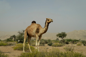 A camel in a deserted arid scenery
