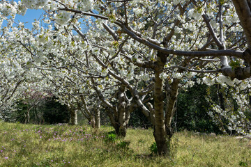 Cherry blossom, fruit tree, spring