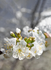 Cherry blossom close up, white flower