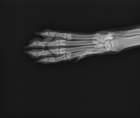 Dog X Ray Showing Foot Phalanges. Toe Radiograph