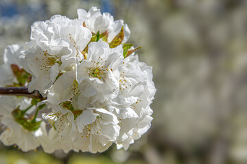 Cherry blossom close up, white flower