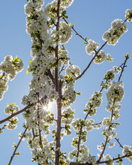 Cherry blossom close up, sunshine