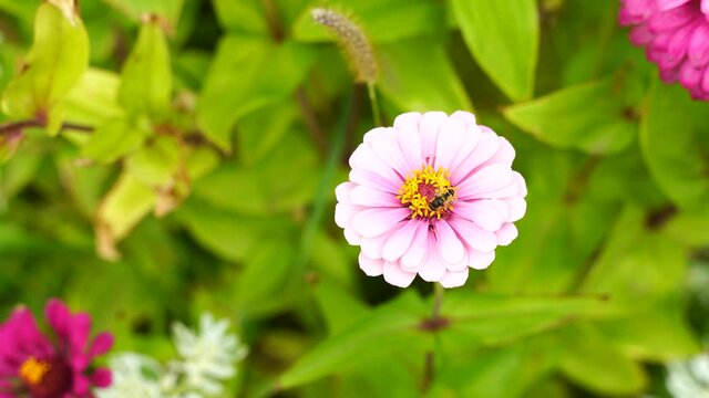 A wild bee collects nectar from a pink flower. Blurred green background. High quality 4k footage