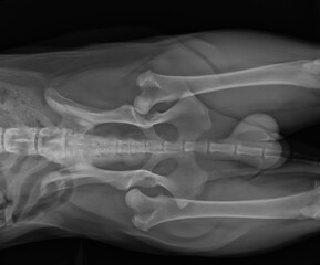 Dog X Ray Showing Canine Right Leg Hip Dysplasia. Ventral View