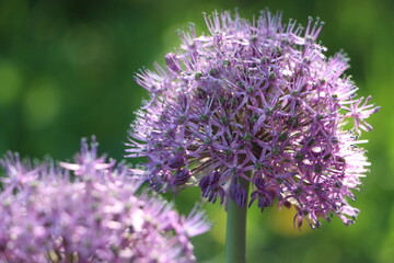 Large purple flower of decorative onion