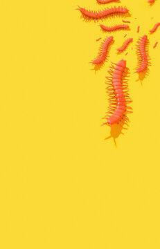 Centipede on yellow