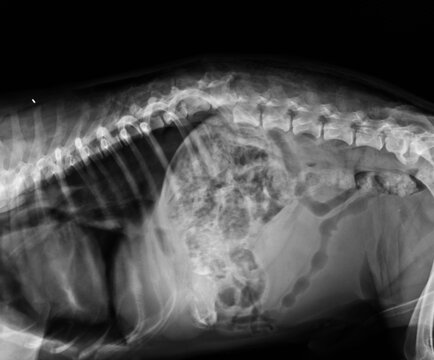 Dog X Ray. Spinal Column Fracture in a Dog. Lumbar Spine Fracture