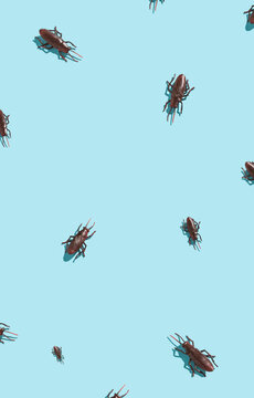 Cockroaches