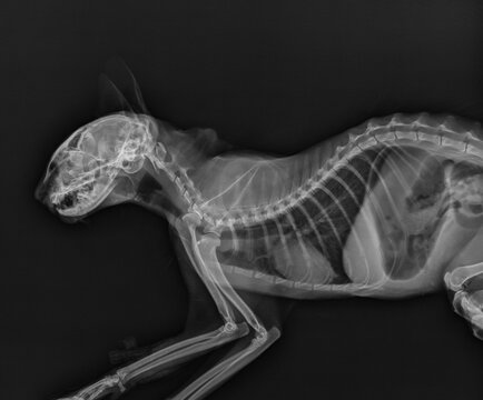 Cat X Ray. Abdomen and Thorax Radiograph of a Cat. Head and Neck X Ray