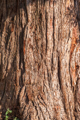 Texture of the bark of Giant Sequoiadendron tree